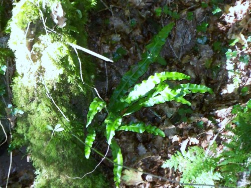 Ruta dos Frades (río Bispo), Bueu, xullo 2015