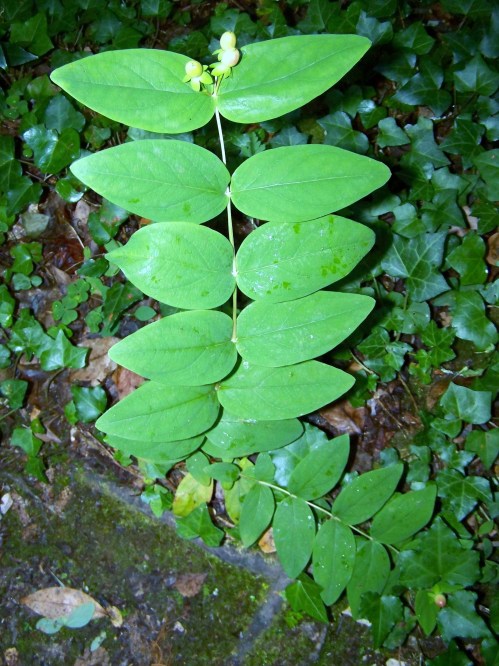 Ruta dos Frades (río Bispo), Bueu, xullo 2015