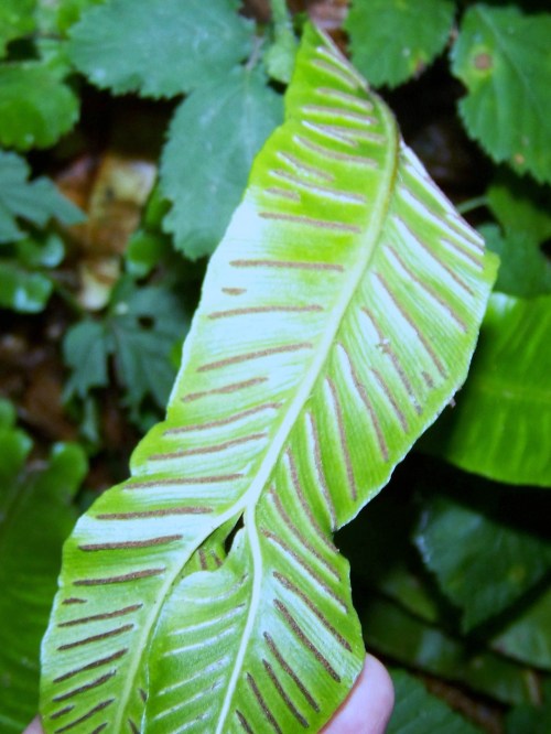 Ruta dos Frades (río Bispo), Bueu, xullo 2015