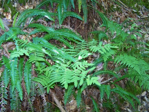 Ruta dos Frades (río Bispo), Bueu, xullo 2015