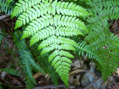 Ruta dos Frades (río Bispo), Bueu, xullo 2015
