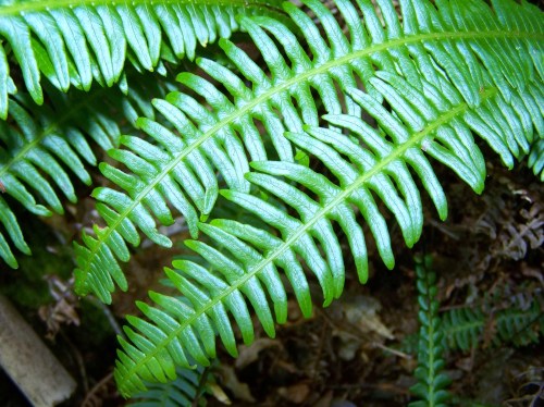 Ruta dos Frades (río Bispo), Bueu, xullo 2015