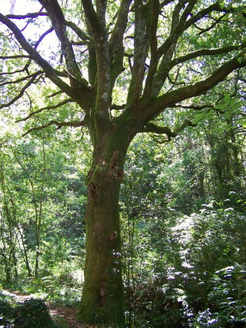 Ruta dos Frades (río Bispo), Bueu, xullo 2015