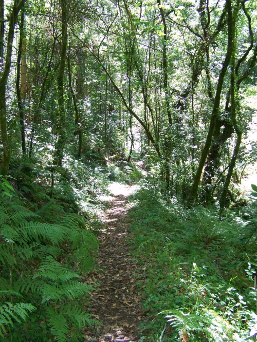 Ruta dos Frades (río Bispo), Bueu, xullo 2015