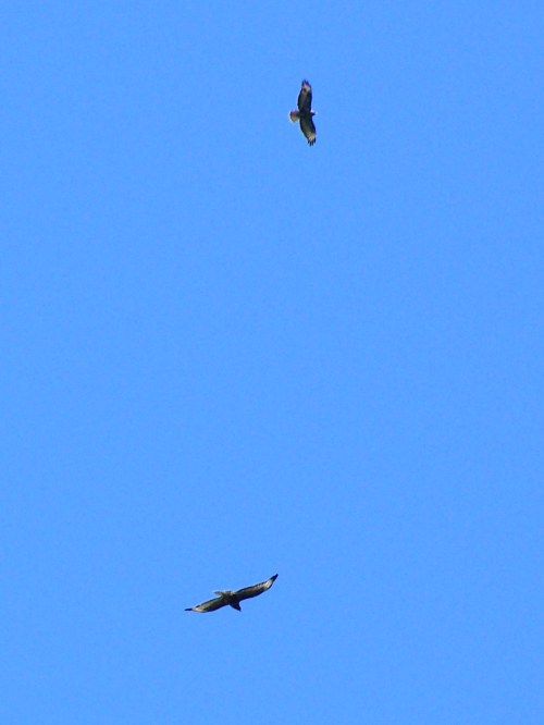 Ruta dos Frades (río Bispo), Bueu, xullo 2015