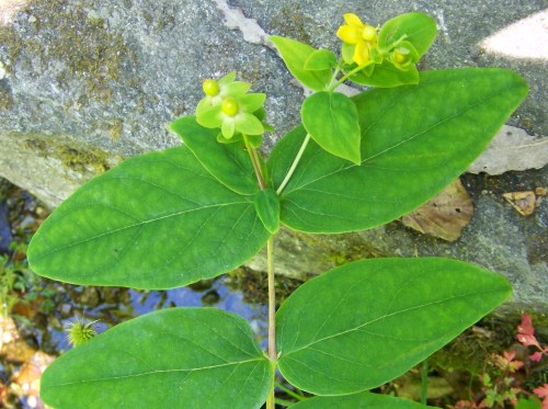 Ruta dos Frades (río Bispo), Bueu, xullo 2015