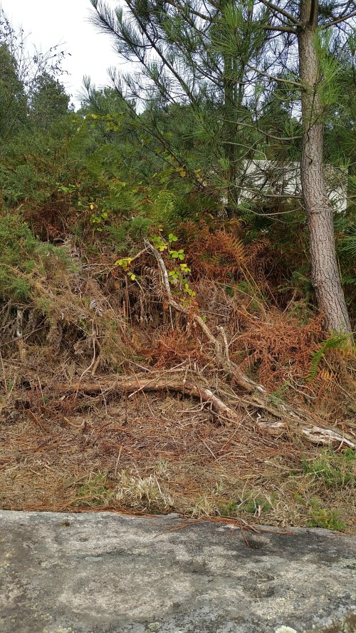 Arqueta a carón dos petroglifos de Pinal de Caeiro.