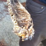 Fungos nas plumas da ala dunha&nbsp;ave