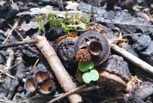 Pequenos fungos coñecidos como nidos de paxaro