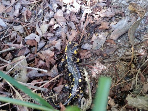 Saramaganta endémica de Tambo