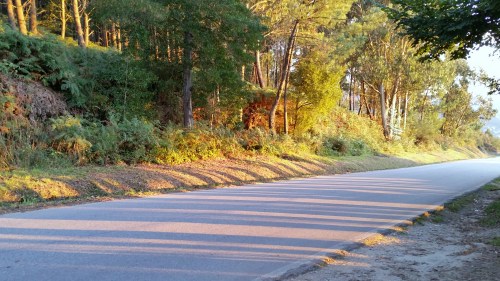 Beirarrúas desbrozadas