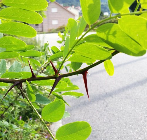 Acacias nas beirarrúas no Caeiro