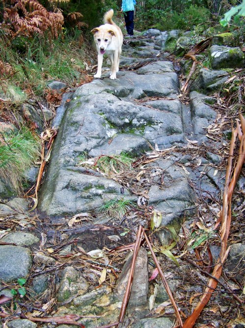 Ruta polo río da Fraga coa Plataforma dos Montes do Morrazo.