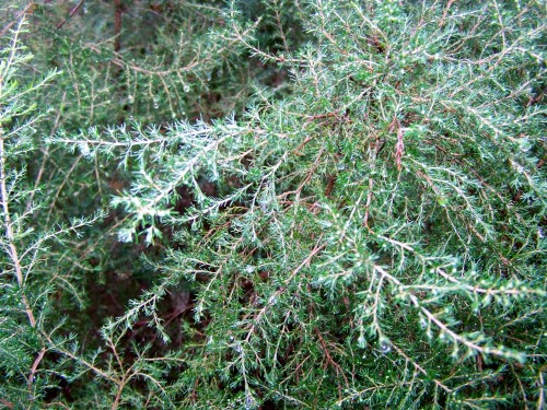 Ruta polo río da Fraga coa Plataforma dos Montes do Morrazo.