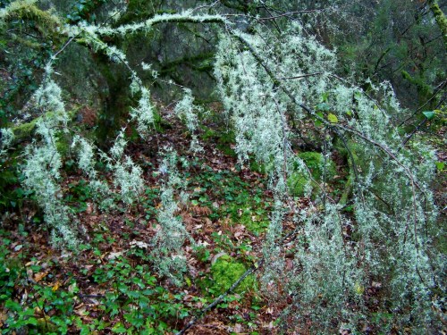Fervenza do río da Fraga.
