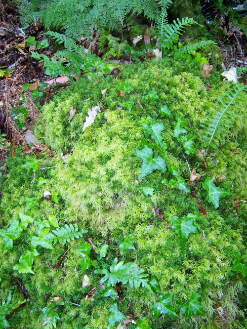 Fervenza do río da Fraga.