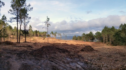 Eliminación de acacia no monte de Salcedo.