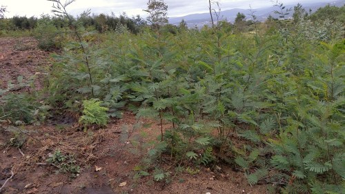 As mimosas volven medrar a pesar da limpeza realizada pola Comunidade de Montes de Salcedo.