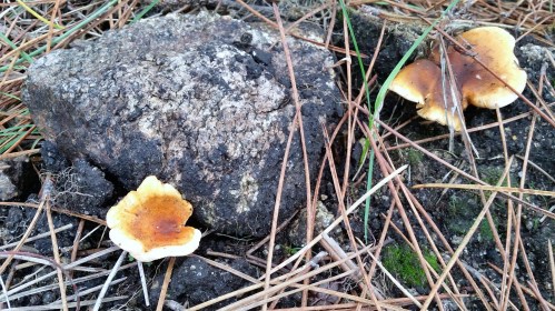 Primeiros cogomelos do outono.