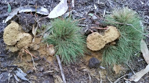 Phisolitus arrhizus (bomba de tinguir).