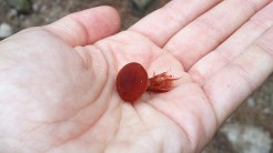 Fungos no Espazo Sete Camiños.