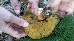 Boletus no Espazo Sete Camiños.