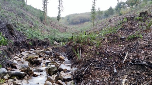 Zona na que a Comunidade de Montes de Moaña retirou acacia.