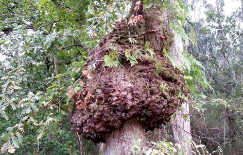 Ruta polo río da Fraga coa Plataforma dos Montes do Morrazo.