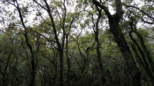 Carballeira do río da Fraga.