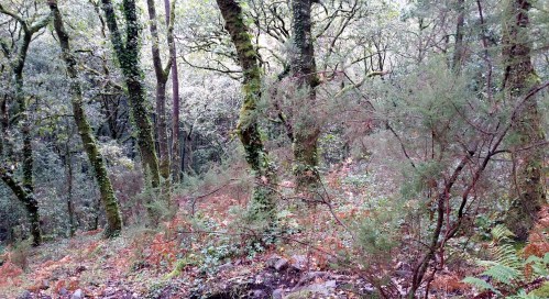 Carballeira do río da Fraga.