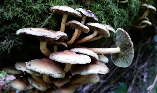 Ruta polo río da Fraga coa Plataforma dos Montes do Morrazo.