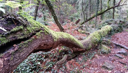 Ruta polo río da Fraga coa Plataforma dos Montes do Morrazo.