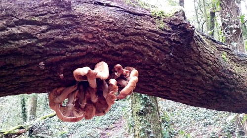 Ruta polo río da Fraga coa Plataforma dos Montes do Morrazo.