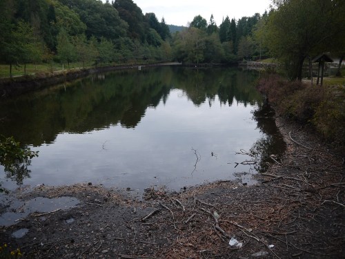 Castiñeiras (foto: Plataforma Montes do Morrazo).