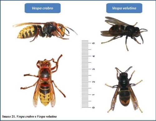 Características da Vespa Velutina