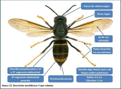 Características da Vespa Velutina