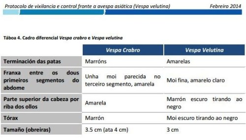 Características da Vespa Velutina