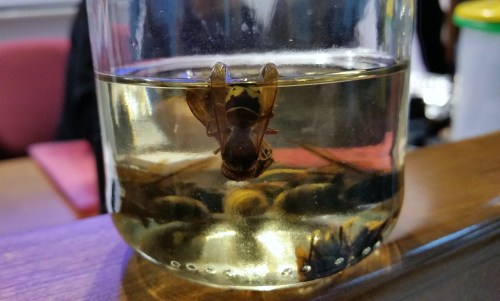 Xornada sobre Vespa velutina na Biblioteca de Marín, setembro 2015