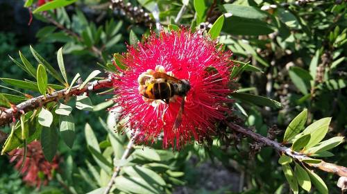 Vespa Velutina no Caeiro, San Xulián de Marín