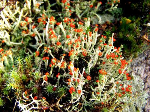 Challengeonnaturephotography2