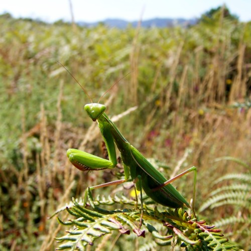 ChallengeOnNaturePhotography6b