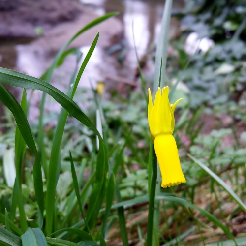 Día dos Humedais nas Brañas do Gafos con Vaipolorío.