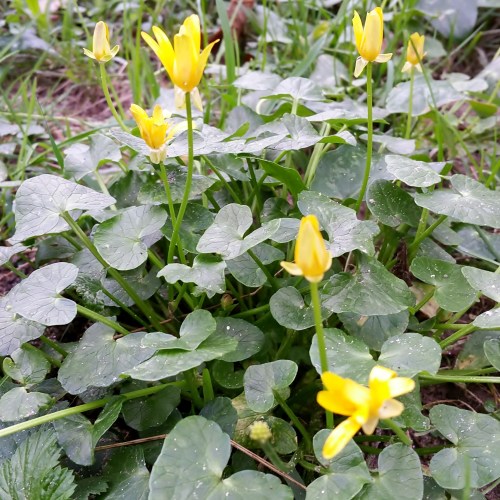 Día dos Humedais nas Brañas do Gafos con Vaipolorío.