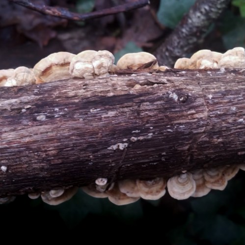 Día dos Humedais nas Brañas do Gafos con Vaipolorío.