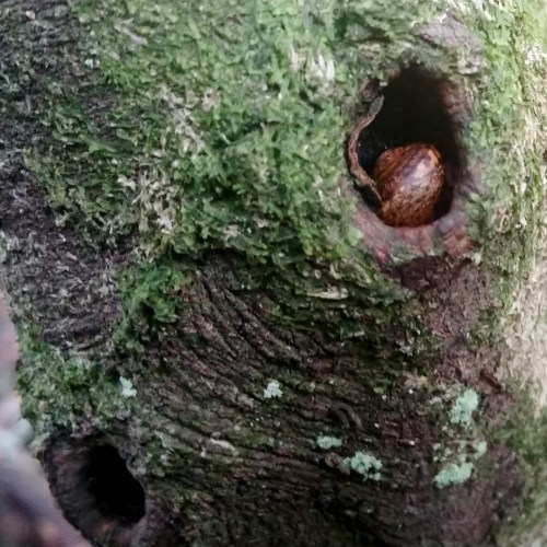 Día dos Humedais nas Brañas do Gafos con Vaipolorío.