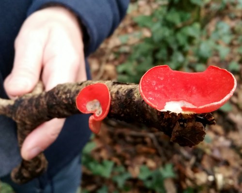 Día dos Humedais nas Brañas do Gafos con Vaipolorío.
