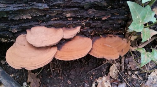 Día dos Humedais nas Brañas do Gafos con Vaipolorío.