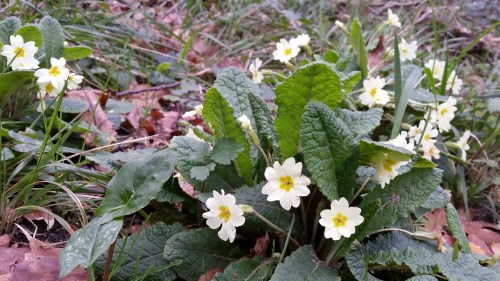 Día dos Humedais nas Brañas do Gafos con Vaipolorío.