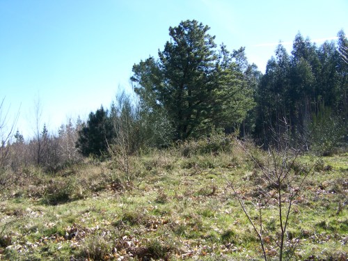Ruta das mámoas na contorna de Castiñeiras