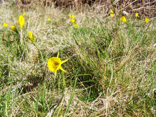 Ruta das mámoas na contorna de Castiñeiras
